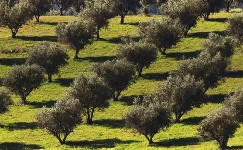 Terreno agricolo in vendita a Otranto
