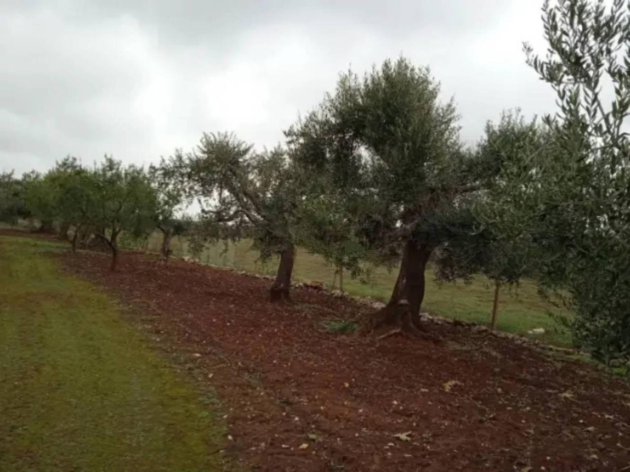 immagine annuncio 6 di 7