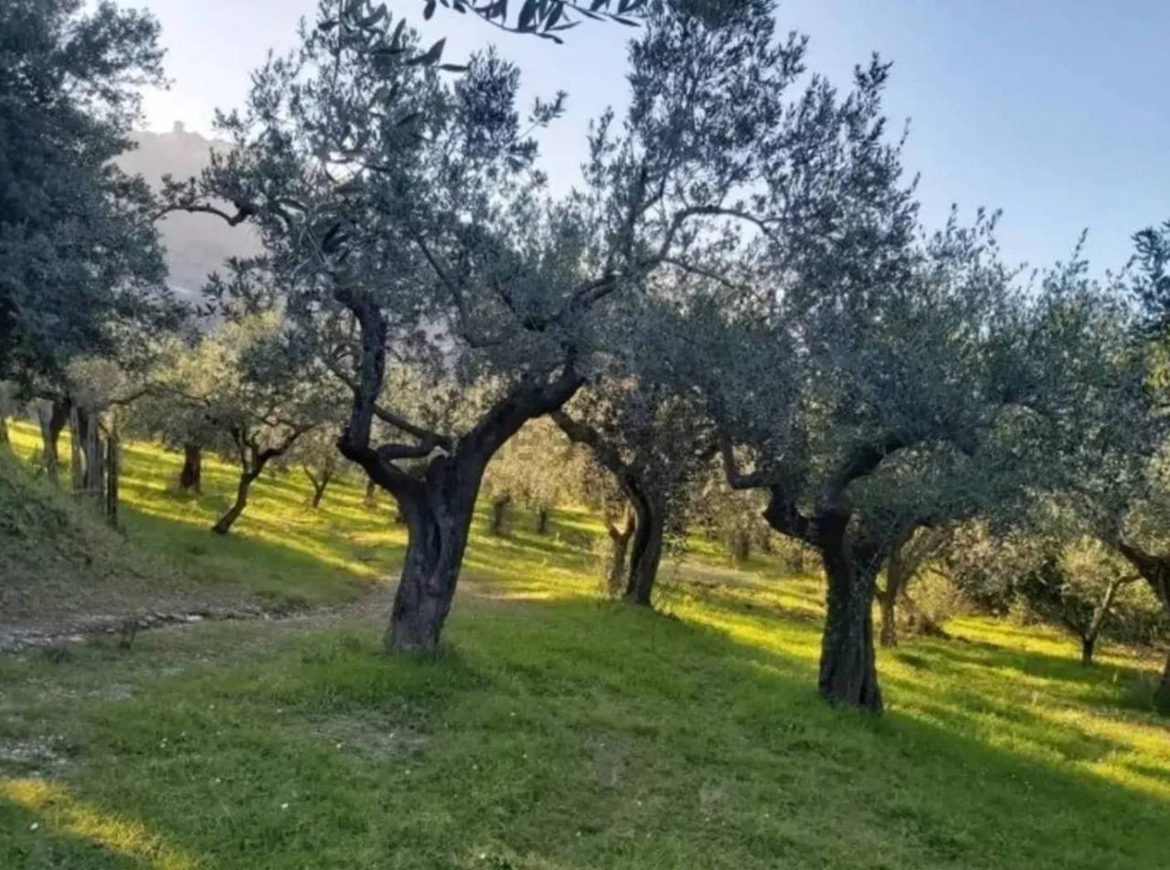 immagine annuncio 7 di 9