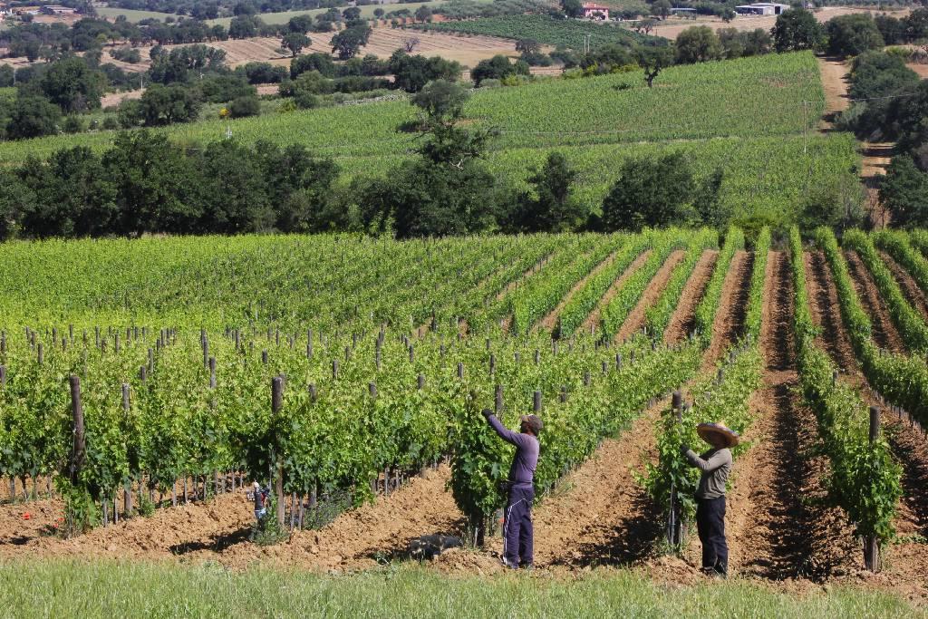 Azienda agricola in , Grosseto - Foto 1