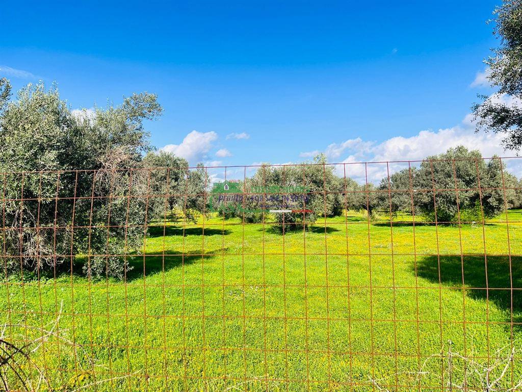 immagine annuncio 2 di 6