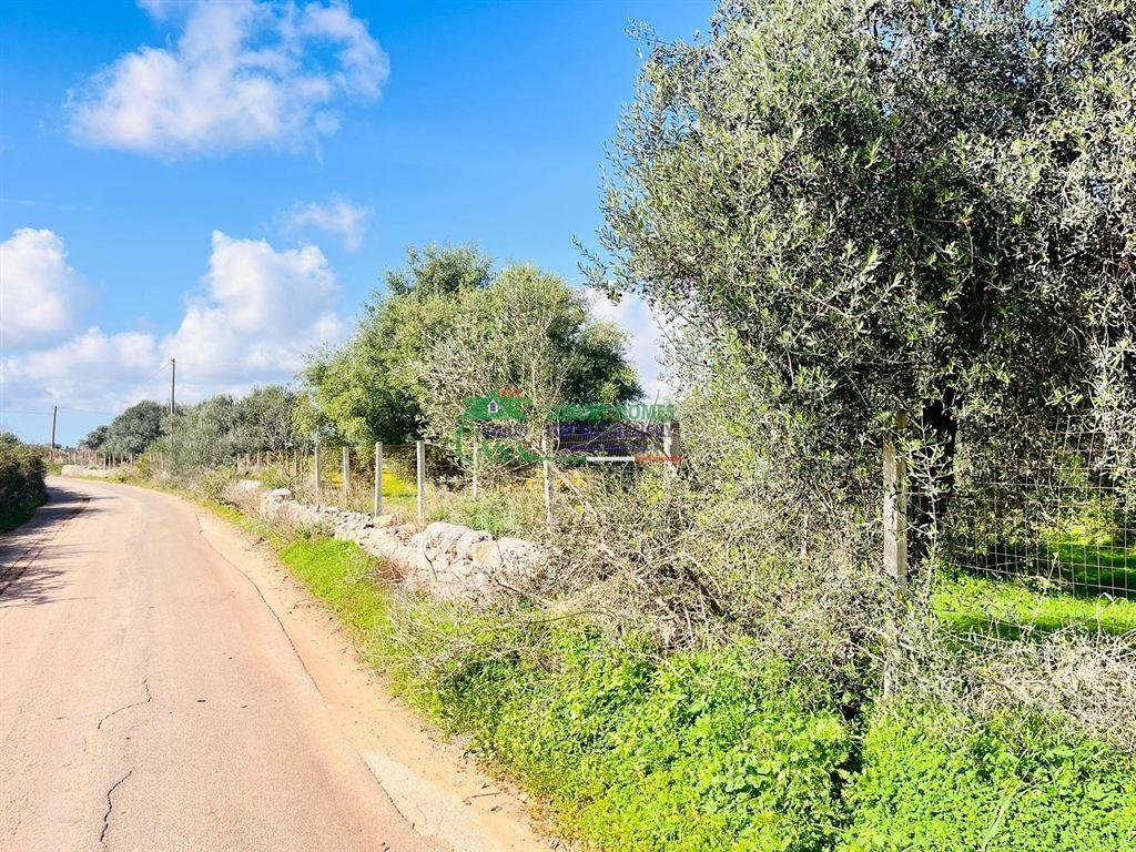 immagine annuncio 5 di 6