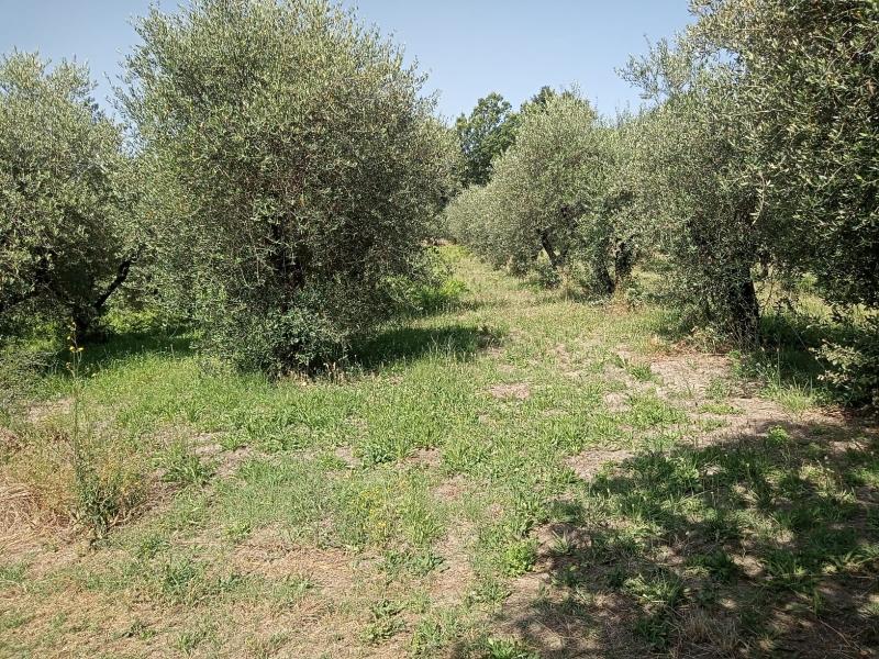 Terreno edificabile in vendita a Marzano Appio