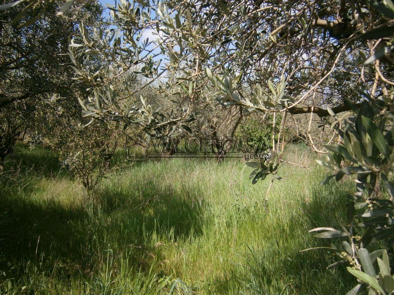 Terreno agricolo in vendita a Montecompatri