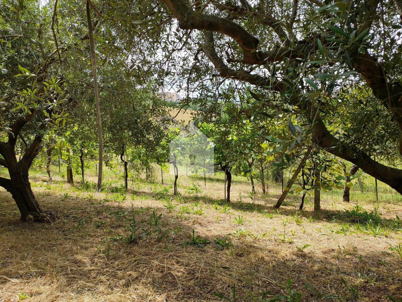 Terreno agricolo in vendita a Macerata