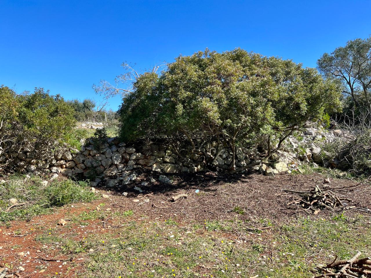 immagine annuncio 11 di 12