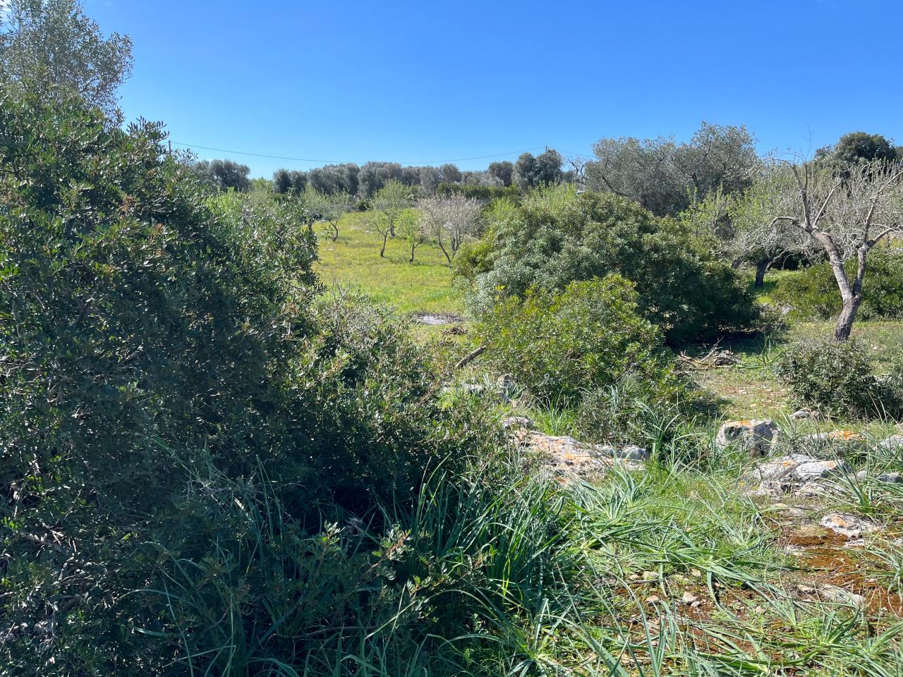 immagine annuncio 10 di 12