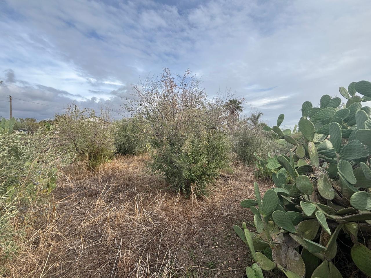 immagine annuncio 5 di 11