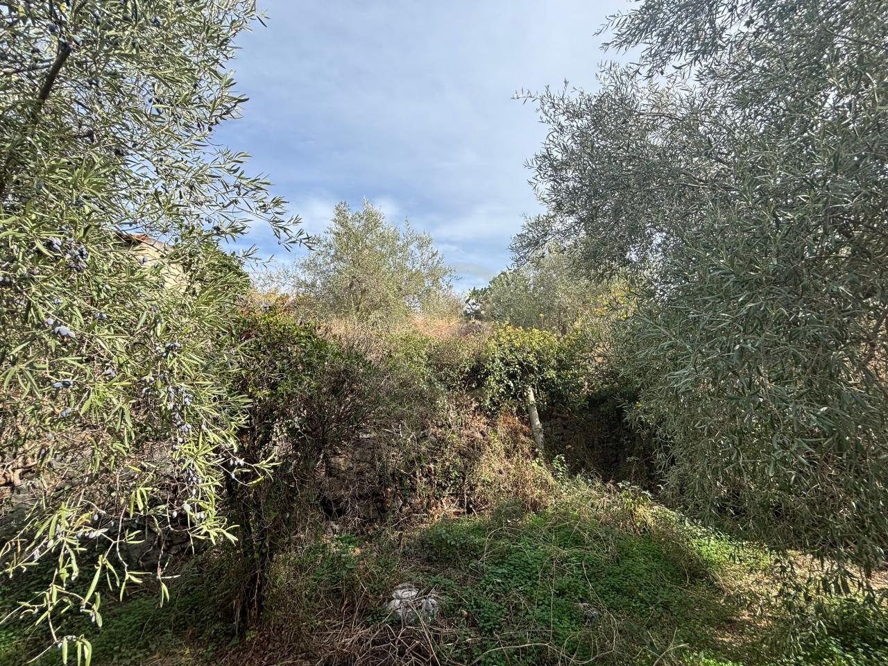 immagine annuncio 10 di 11