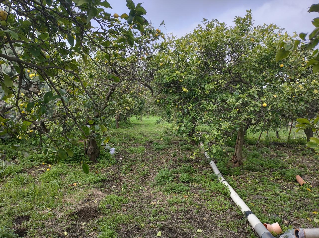 immagine annuncio 8 di 12