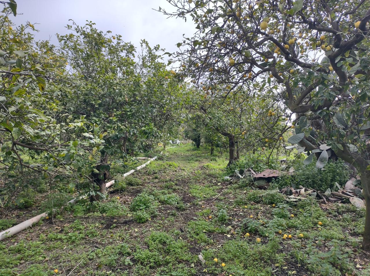 immagine annuncio 9 di 12