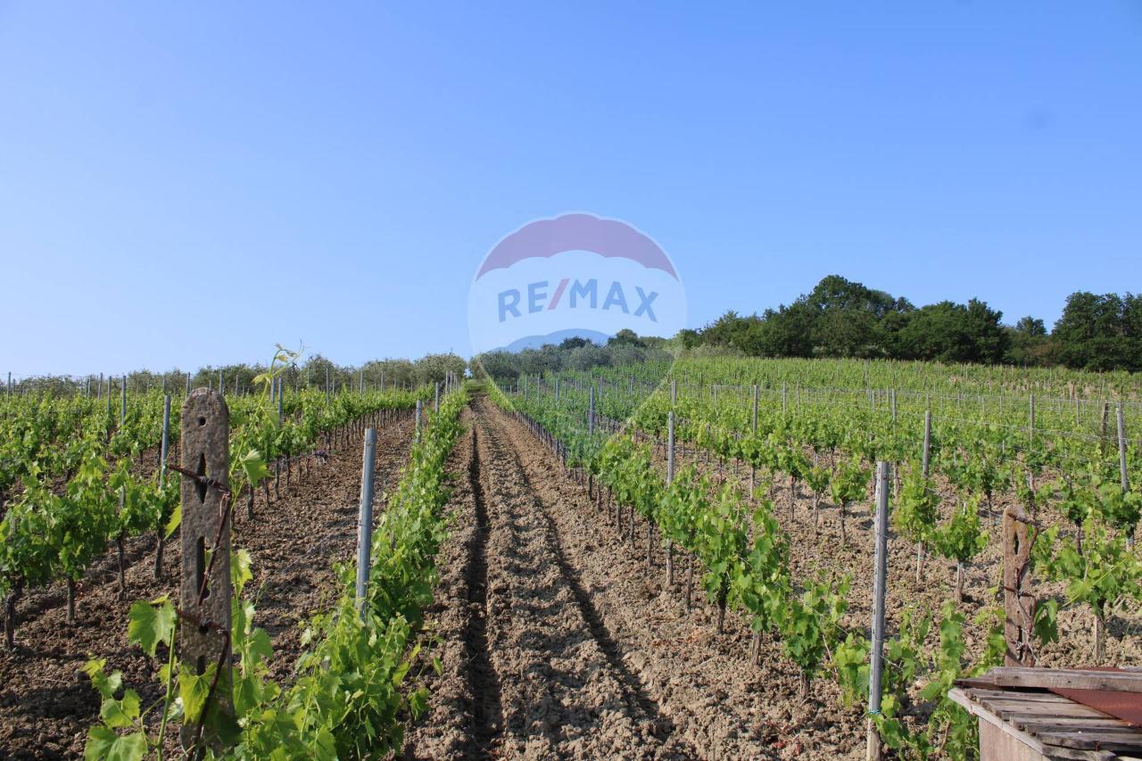 Terreno agricolo in vendita a Empoli