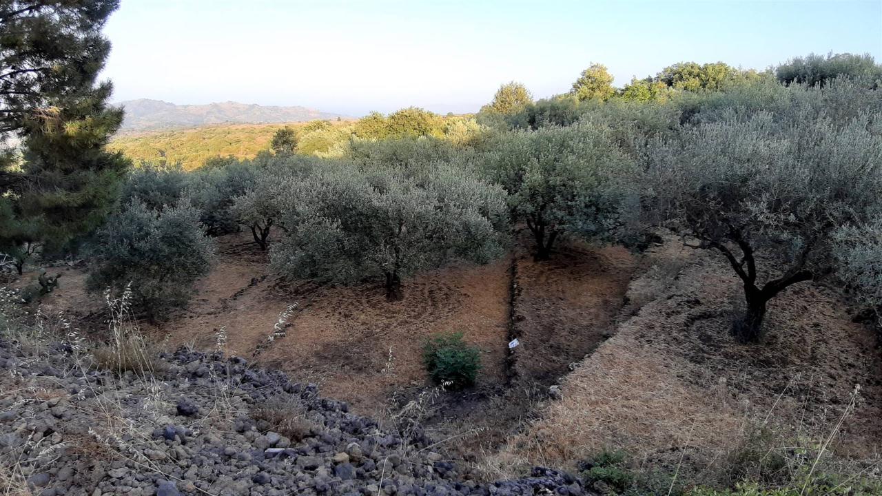Terreno agricolo in vendita a Castiglione Di Sicilia