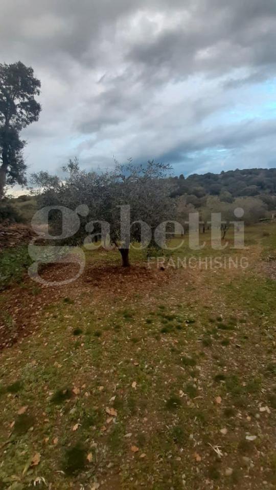 immagine annuncio 7 di 8