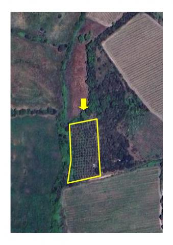 insertion image