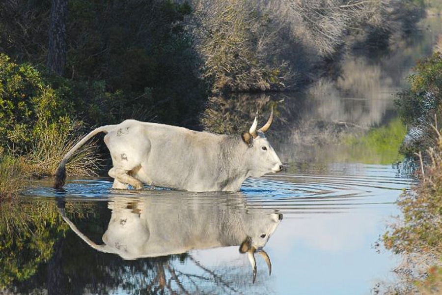 immagine annuncio 4 di 6