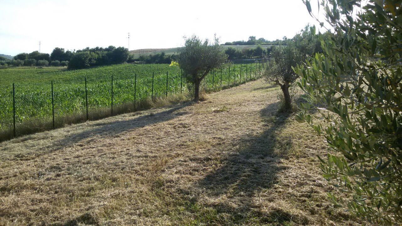 immagine annuncio 4 di 13