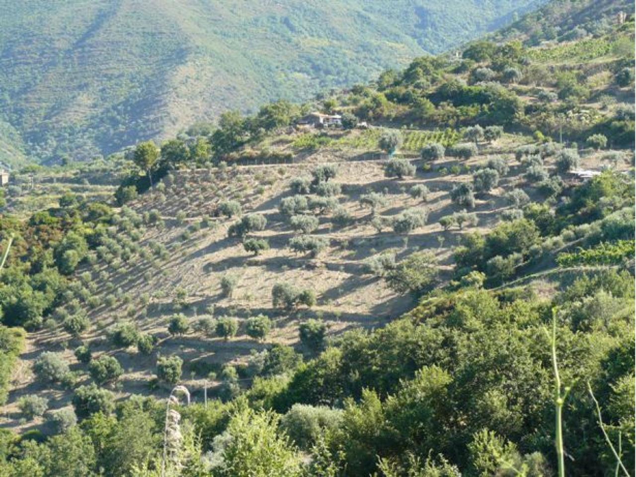 Terreno agricolo in vendita a Serramezzana