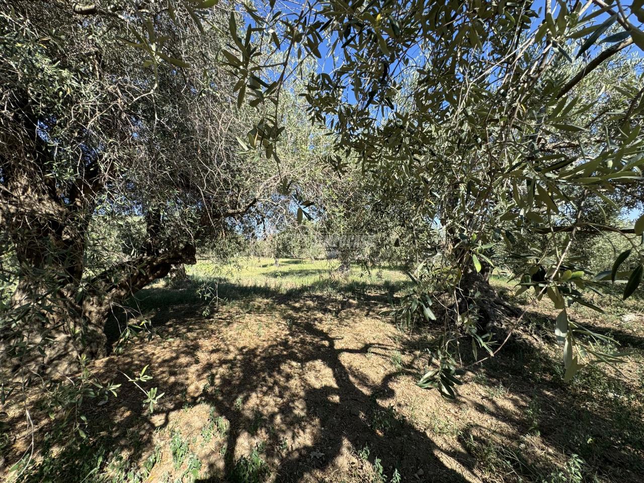 immagine annuncio 3 di 8