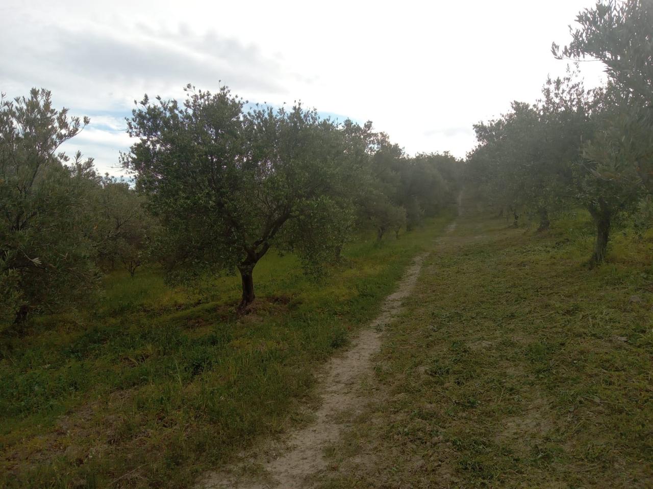 Terreno agricolo in vendita a Corigliano-Rossano