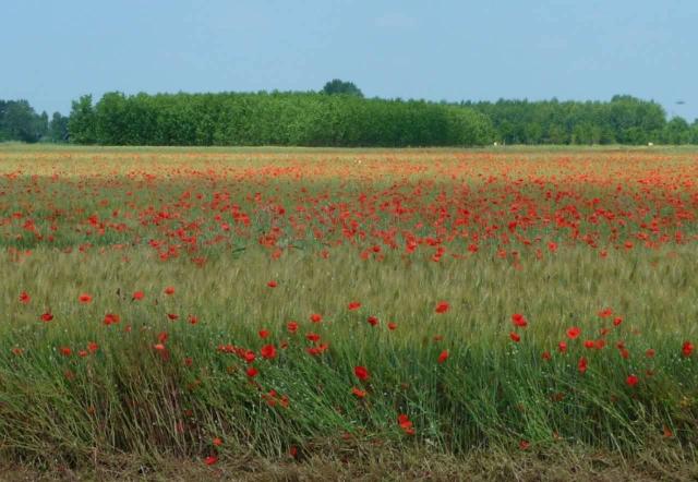 Terreno agricolo in {3}, Via Guastalla - Foto 1