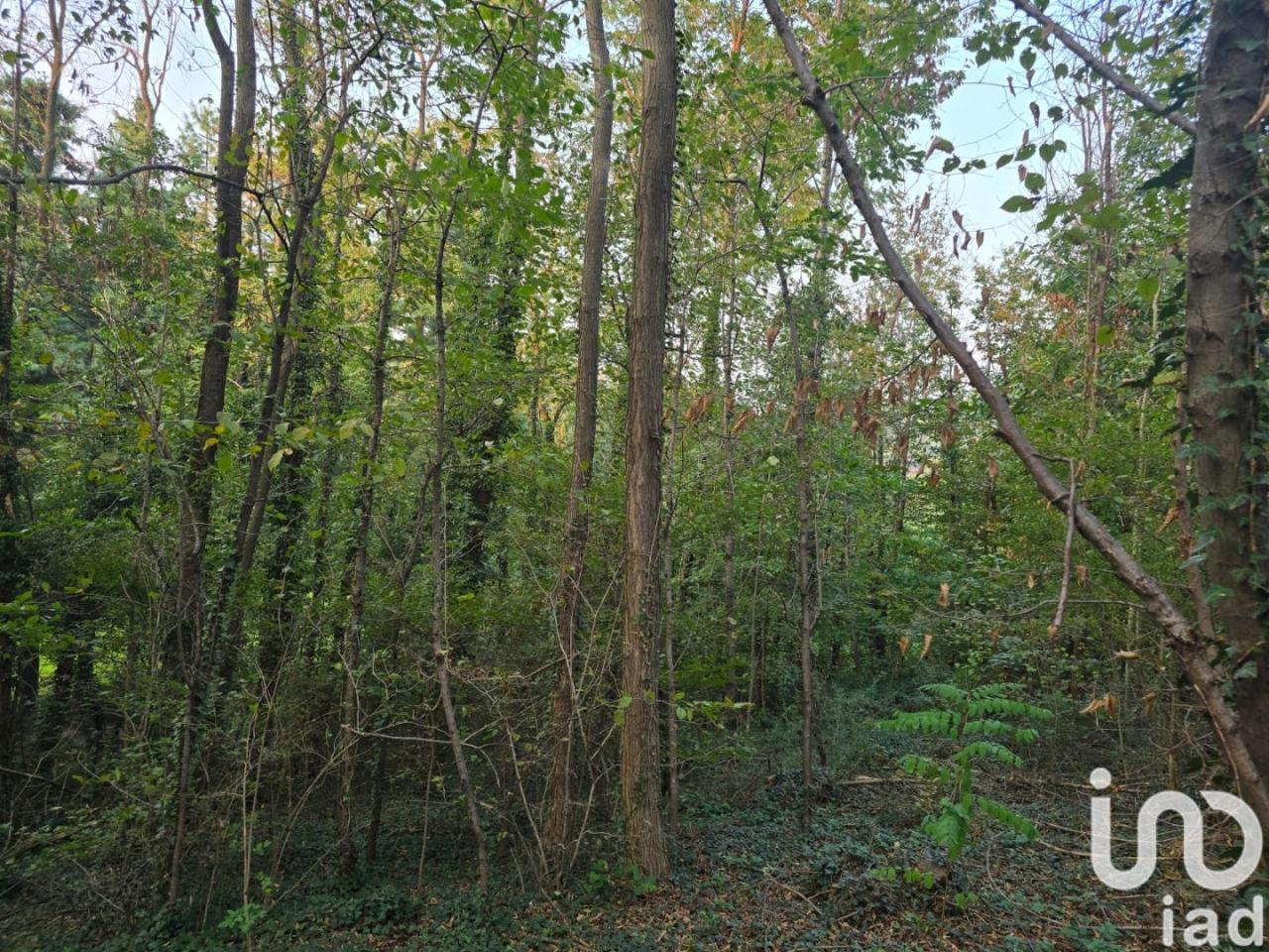 immagine annuncio 1 di 14