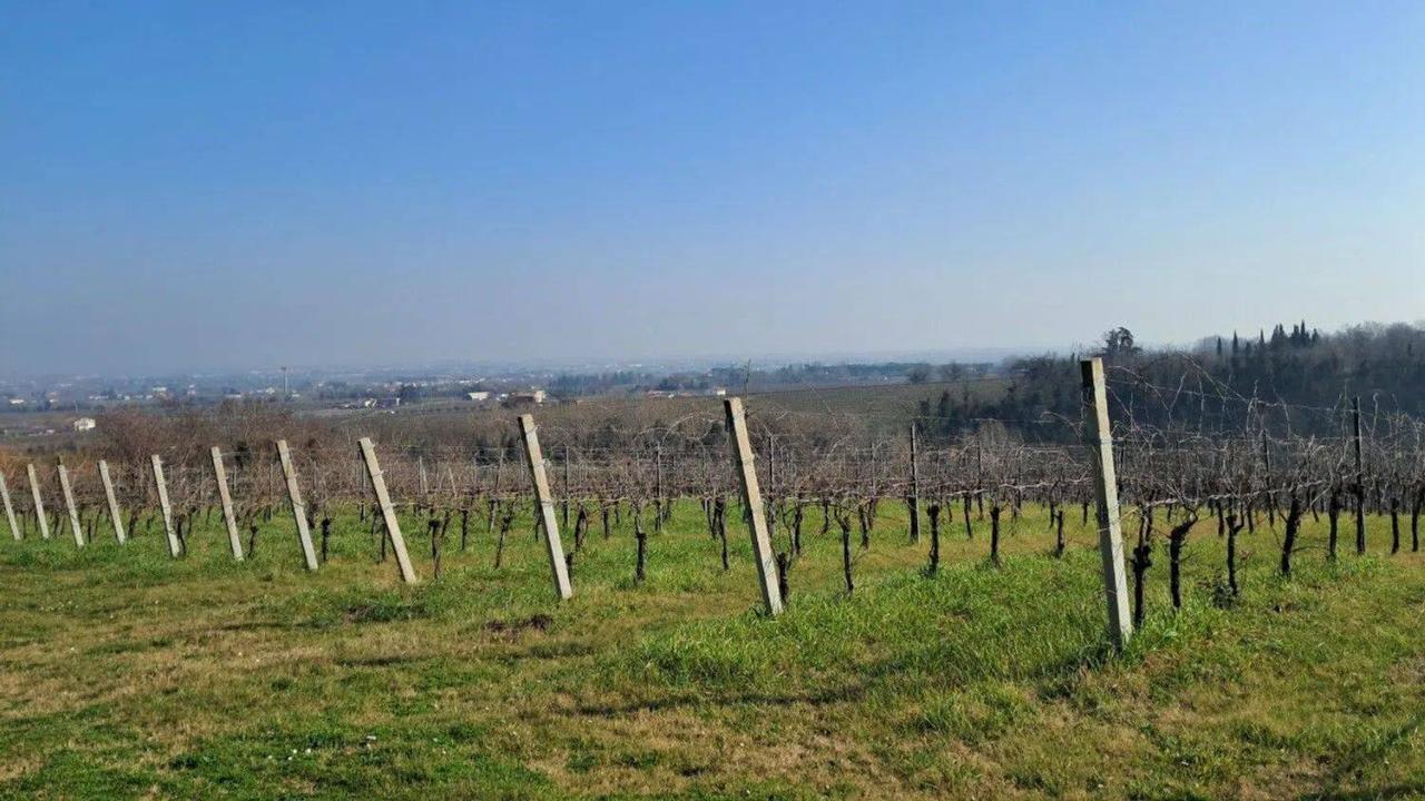 immagine annuncio 3 di 6