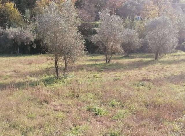 Building land in Falcinello, Sarzana - Photo 1