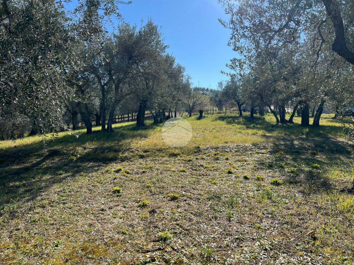 Terreno agricolo in vendita a Calvi Dell'Umbria