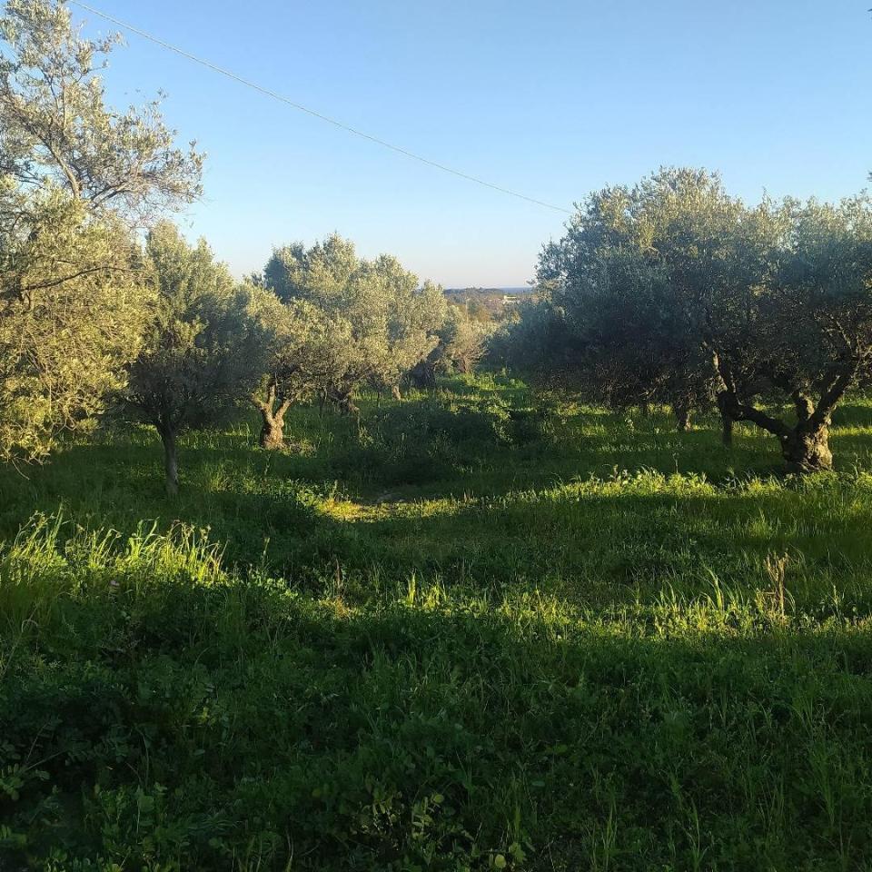 immagine annuncio 7 di 12