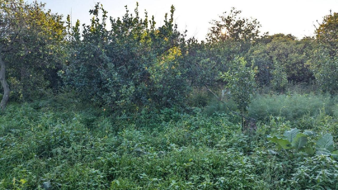 immagine annuncio 13 di 14