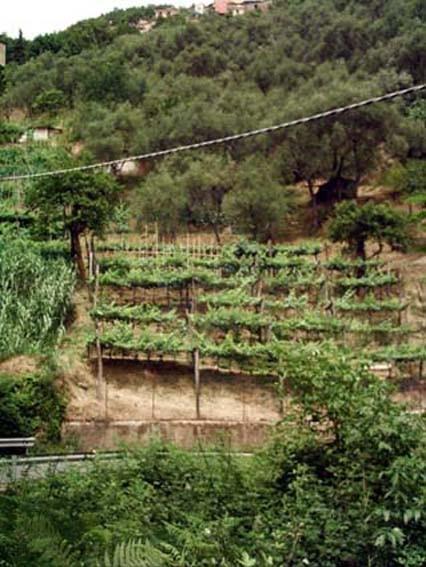 Terreno agricolo in vendita a Carrara