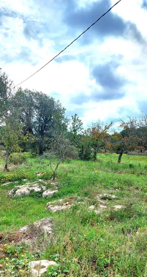 immagine annuncio 3 di 8