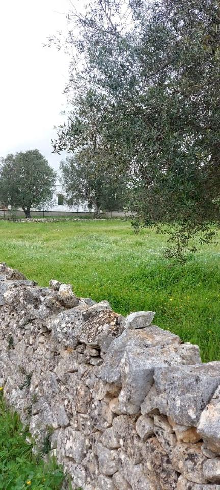 immagine annuncio 7 di 8