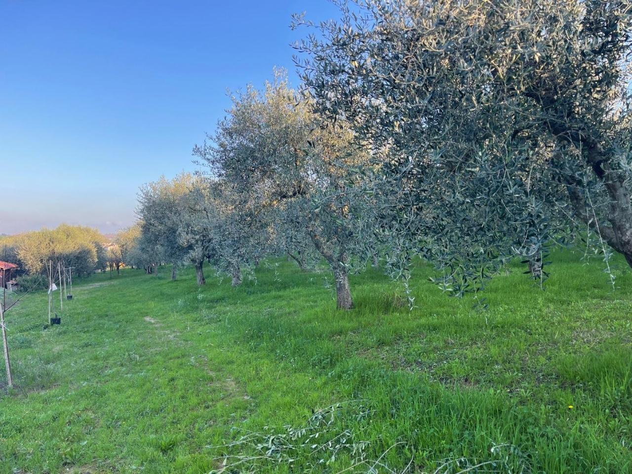 immagine annuncio 7 di 9