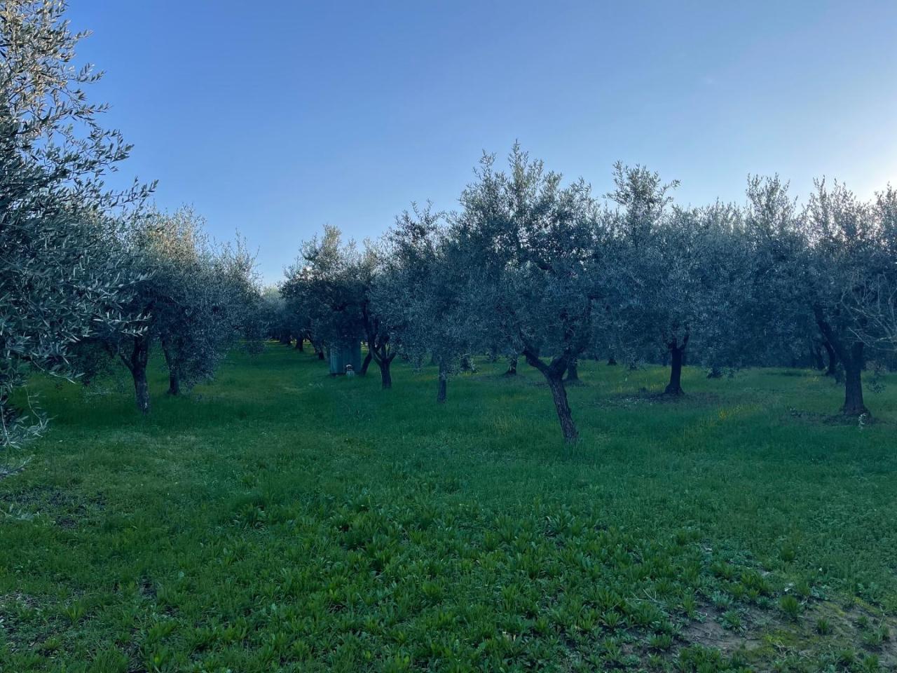 immagine annuncio 4 di 9