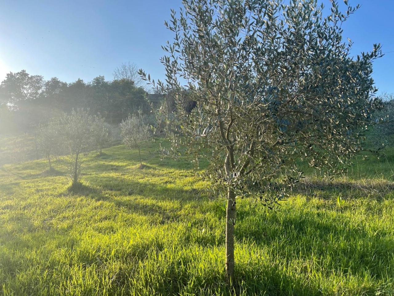 immagine annuncio 2 di 6