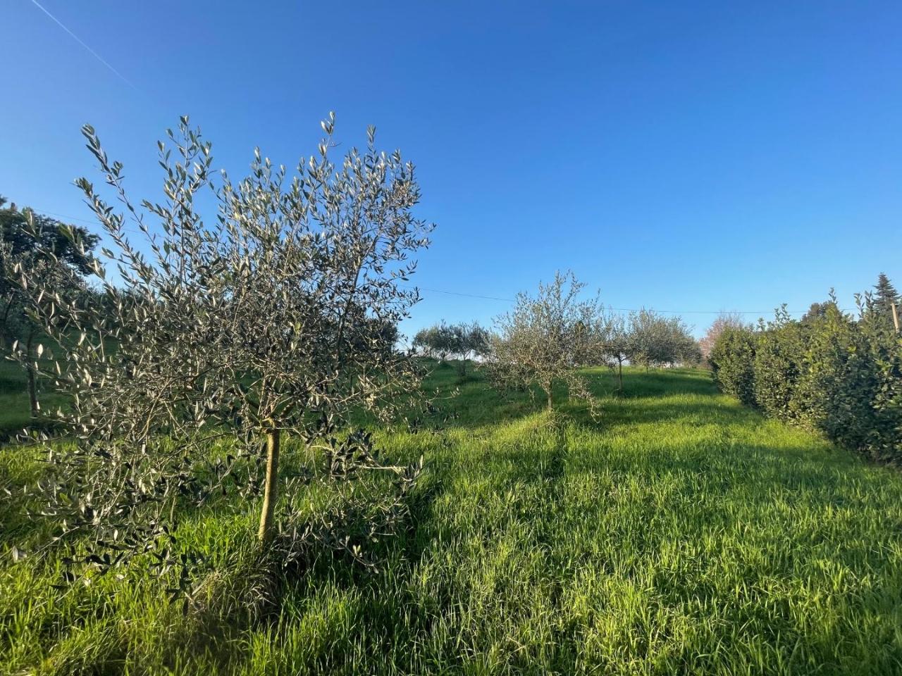 immagine annuncio 4 di 6