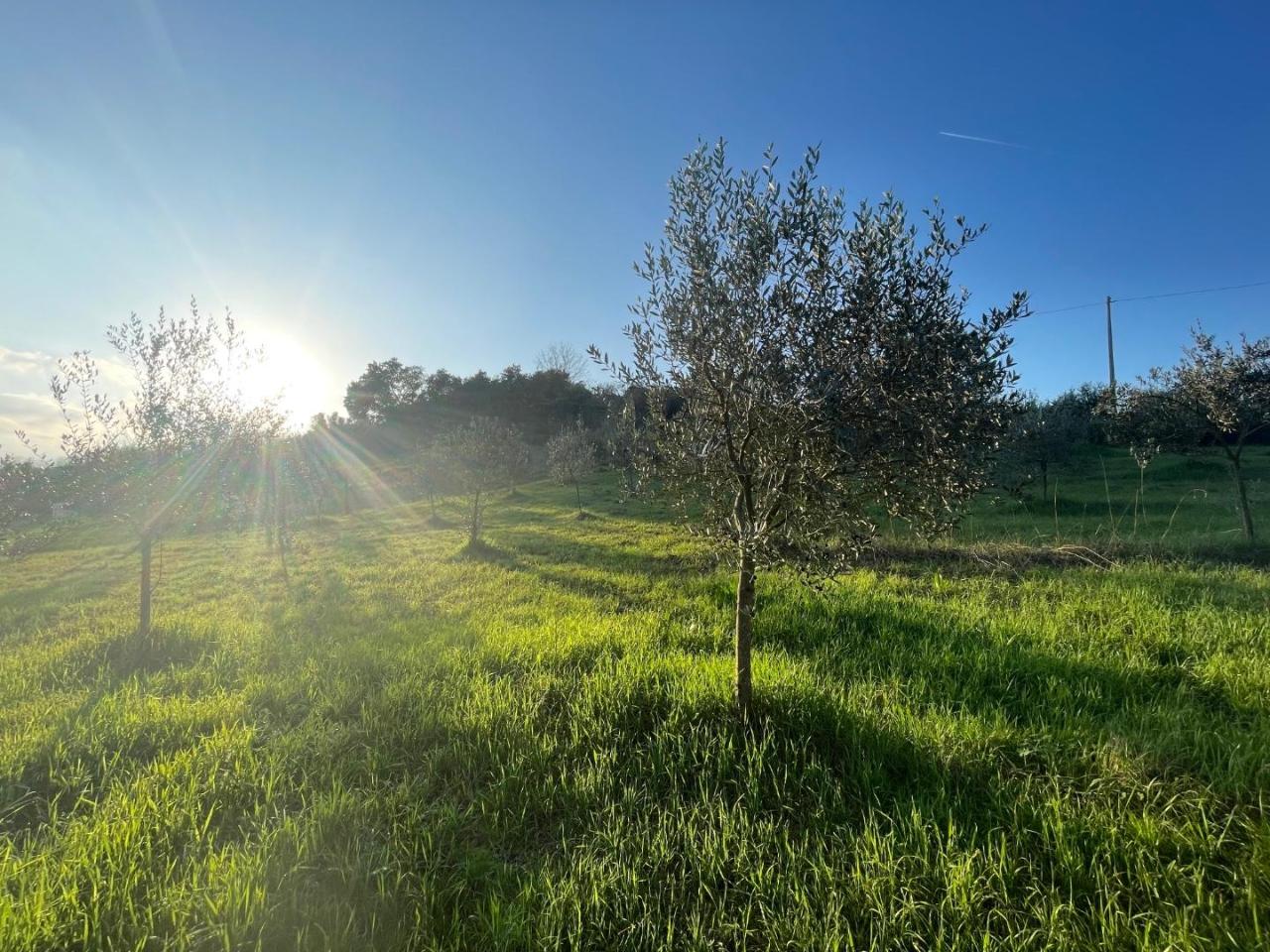 immagine annuncio 3 di 6