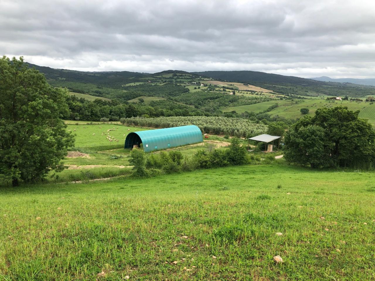 Azienda agricola in , Scansano - Foto 1