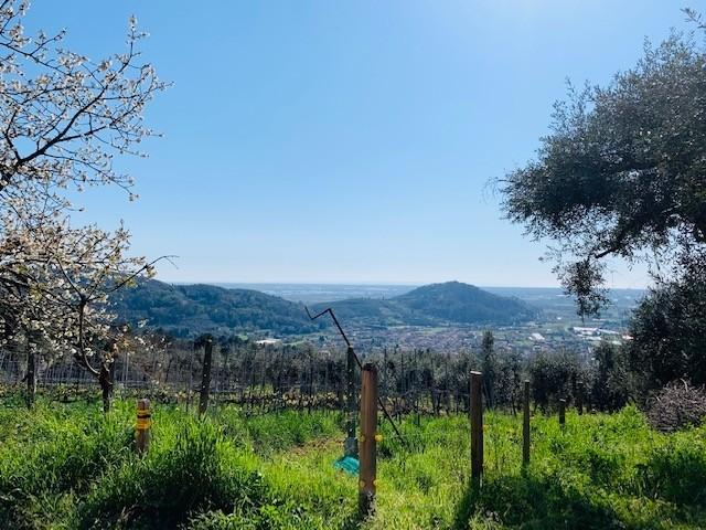 Azienda agricola in , Massarosa, {3} - Foto 2