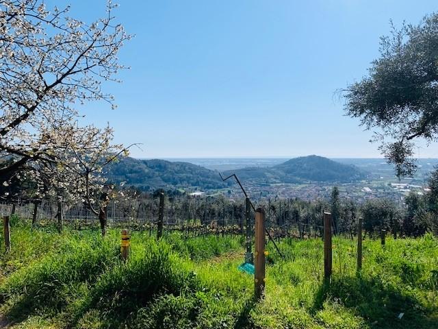 Azienda agricola in , Massarosa, {3} - Foto 1