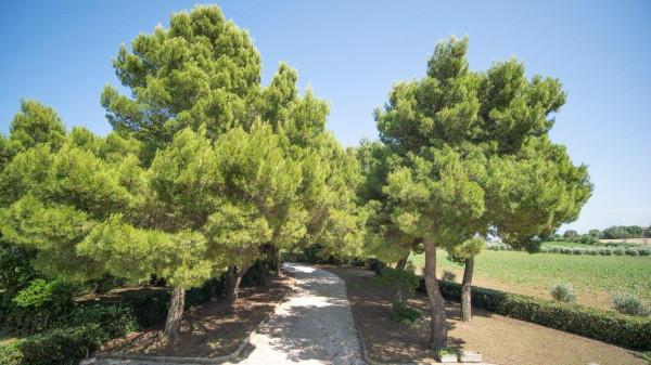 immagine annuncio 6 di 8