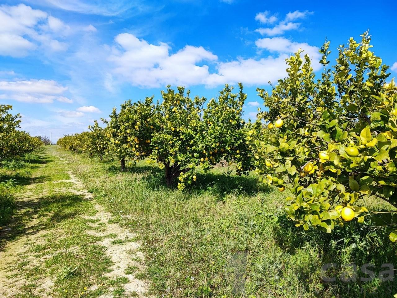 immagine annuncio 7 di 12