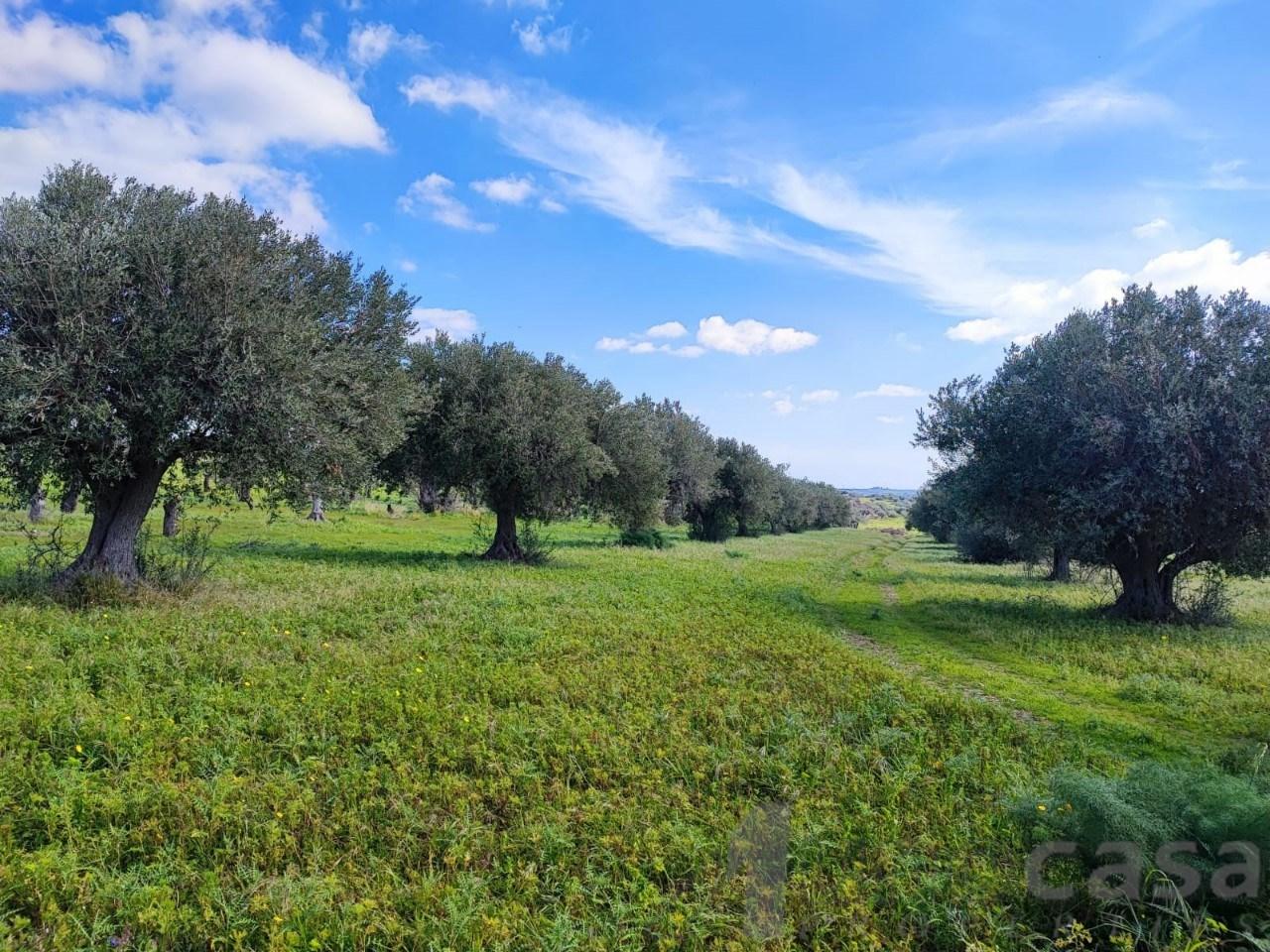 immagine annuncio 9 di 12