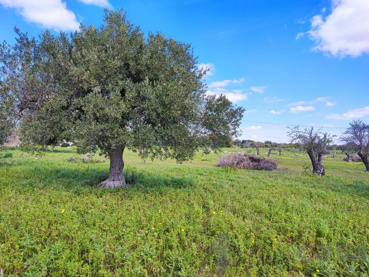 immagine annuncio 8 di 12