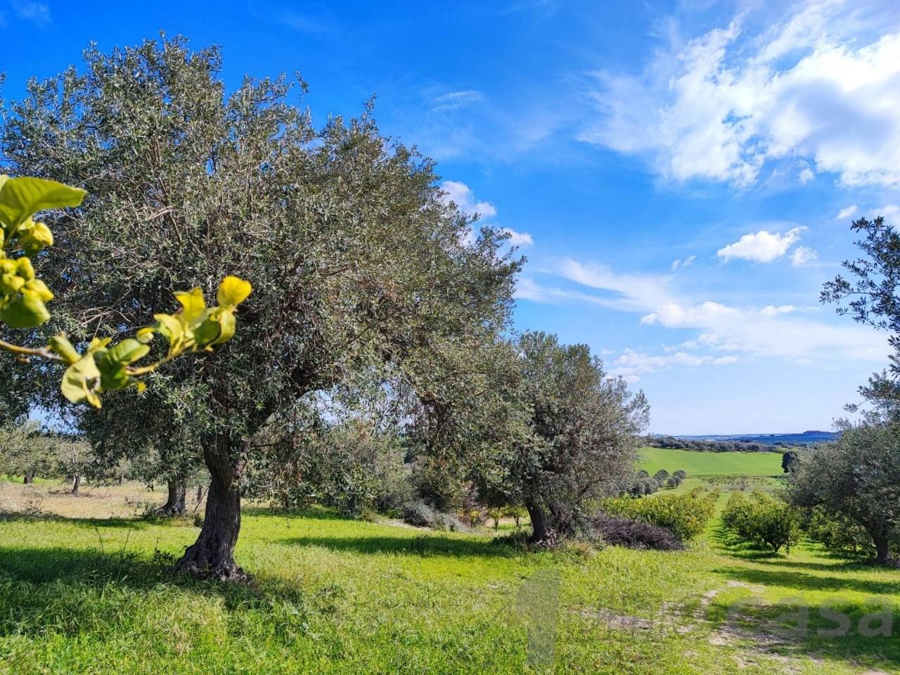 immagine annuncio 2 di 12