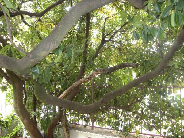 immagine annuncio 9 di 11