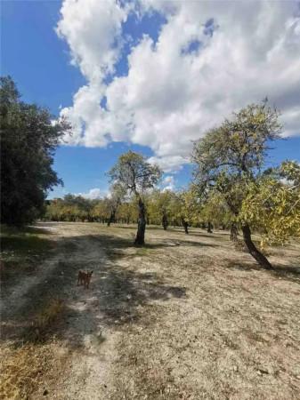 immagine annuncio 4 di 9