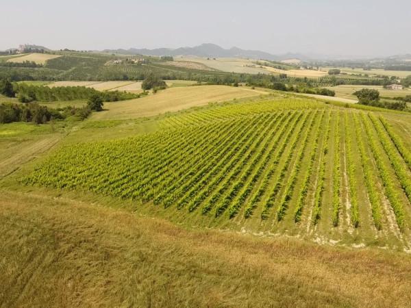 Azienda agricola in Piazza Giuseppe Garibaldi 4, Moncalvo, {3} - Foto 1